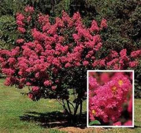 ΛΑΓΚΕΣΤΡΕΜΙΑ 